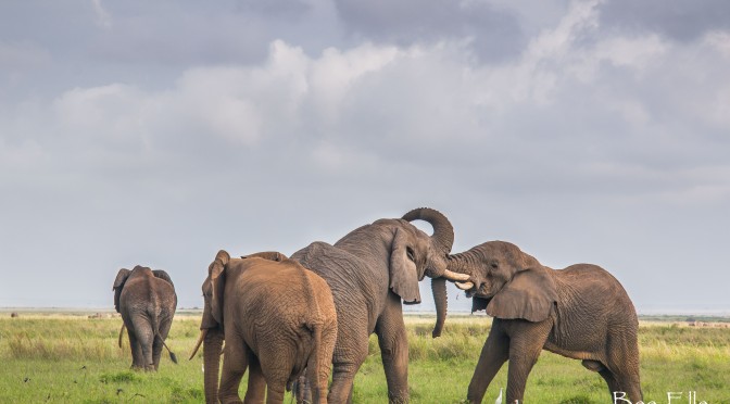 A few decades, 1 million elephants gone